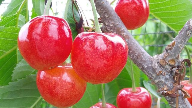 食べチョク さくらんぼ　佐藤錦