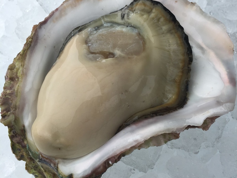 食べチョク　岩牡蠣